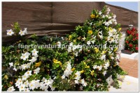 Villaverde, Fuerteventura - Thumbnail 13
